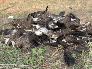 Dead Hooded vultures