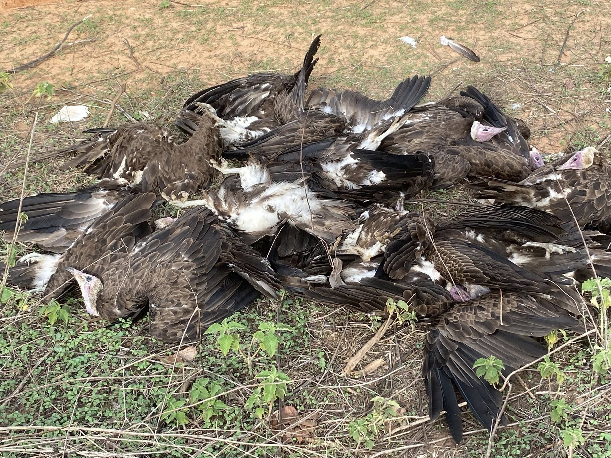 Dead Hooded vultures