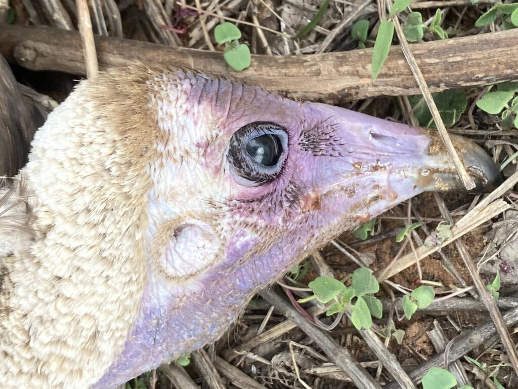headshot of a dead Hooded Vulture