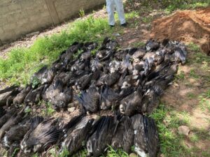 dozens of dead Hooded Vultures laying on a patch of grass