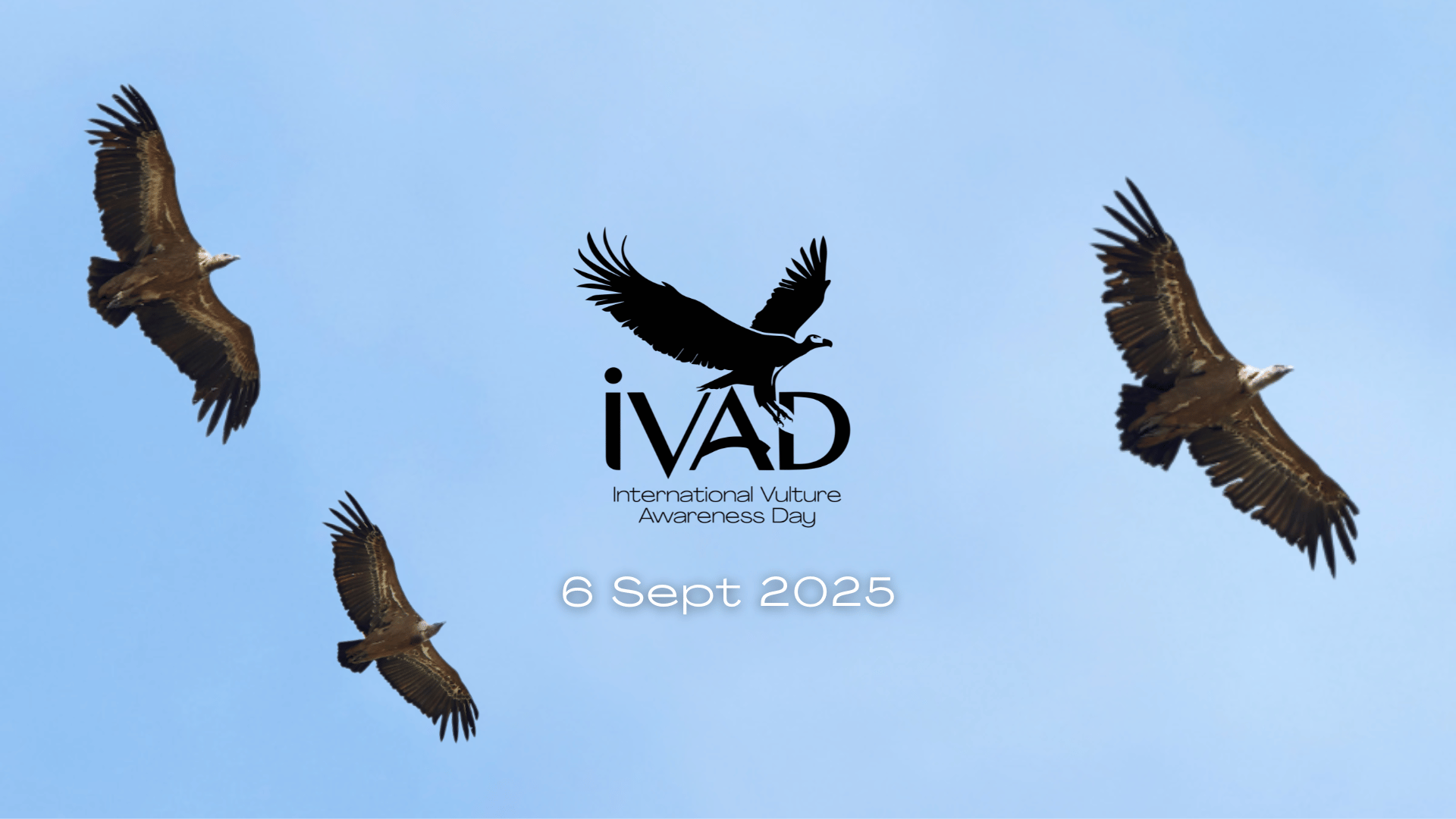 ivad get involved 2025