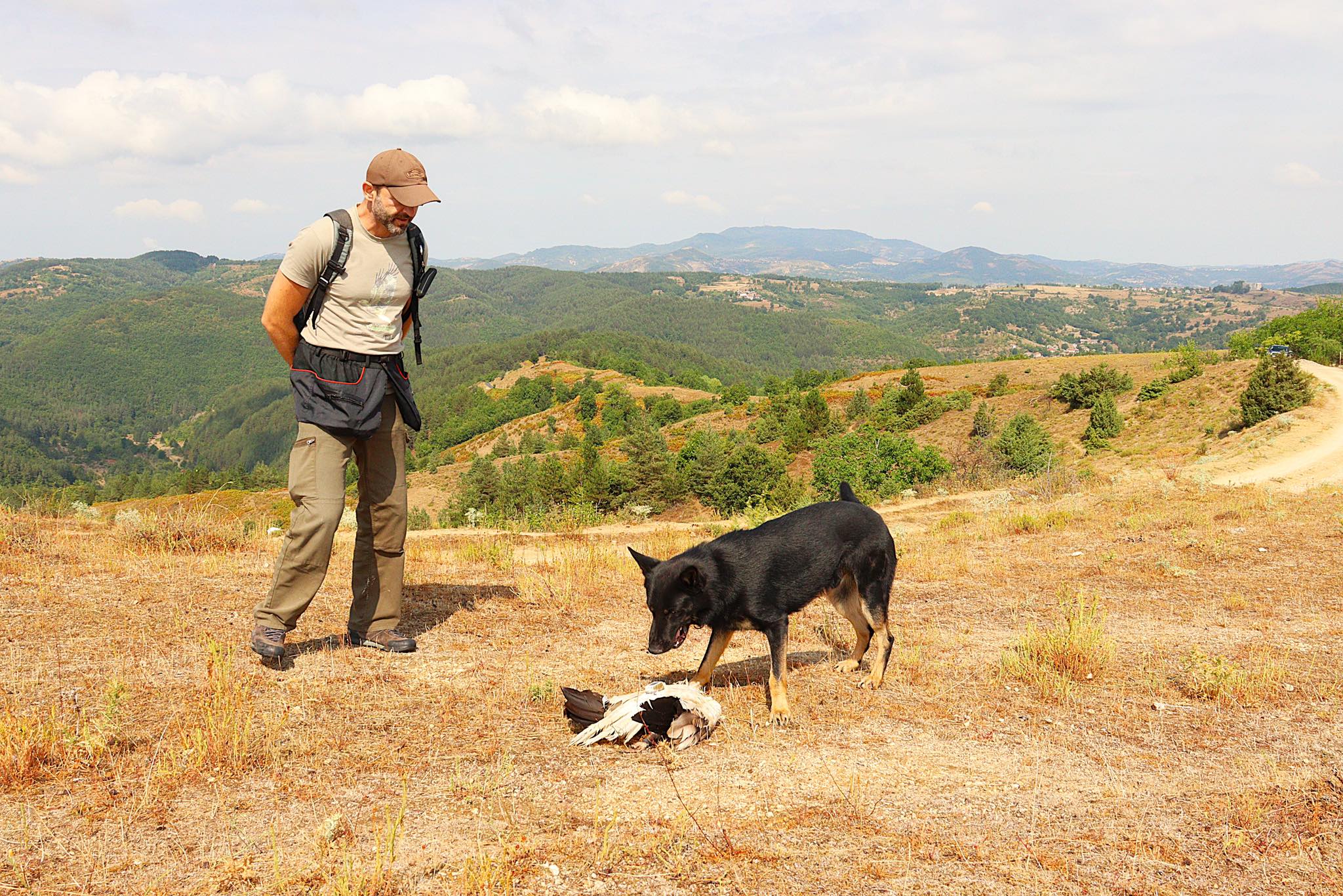 Anti-poison dog unit finds Egyptian Vulture Deni dead in the Eastern Rhodopes, Bulgaria © BSPB