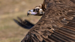 Cinereous Vulture © Hansruedi Weyrich