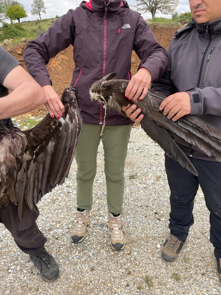 Cinereous Vultures killed by collision with wind turbines in Greece ©Society for the Protection of Biodiversity of Thrace; © Stavros Tsiantikoudis: NECCA