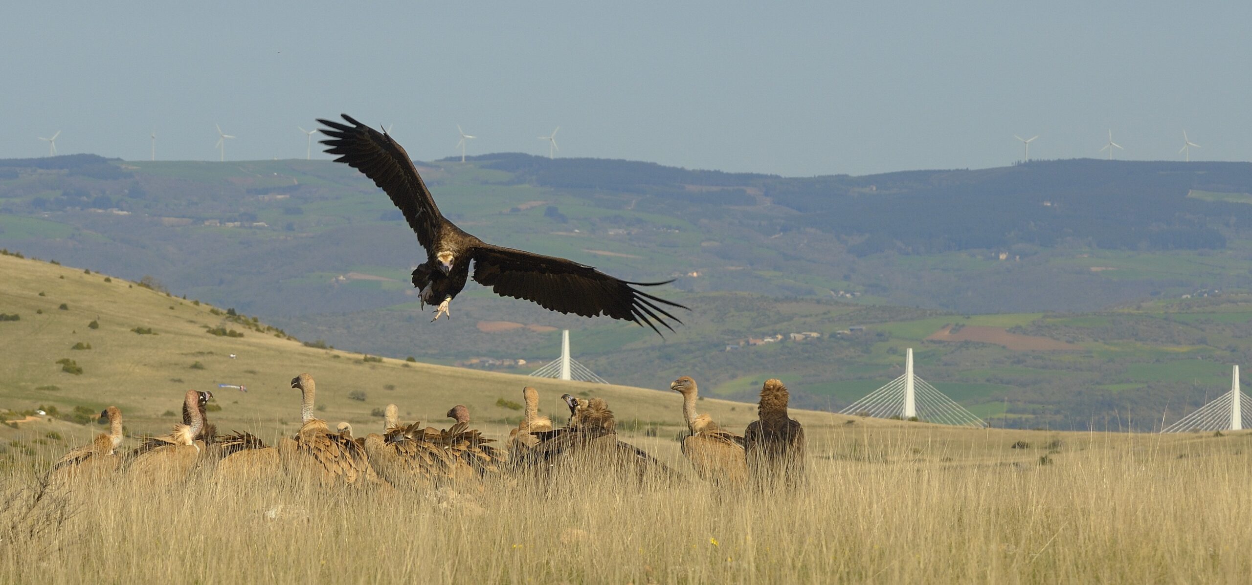 Cinereous and Griffon Vultures ©Bruno Berthemy