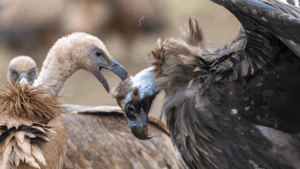 Griffon (left) and Cinereous Vulture_Hansruedi Weyrich