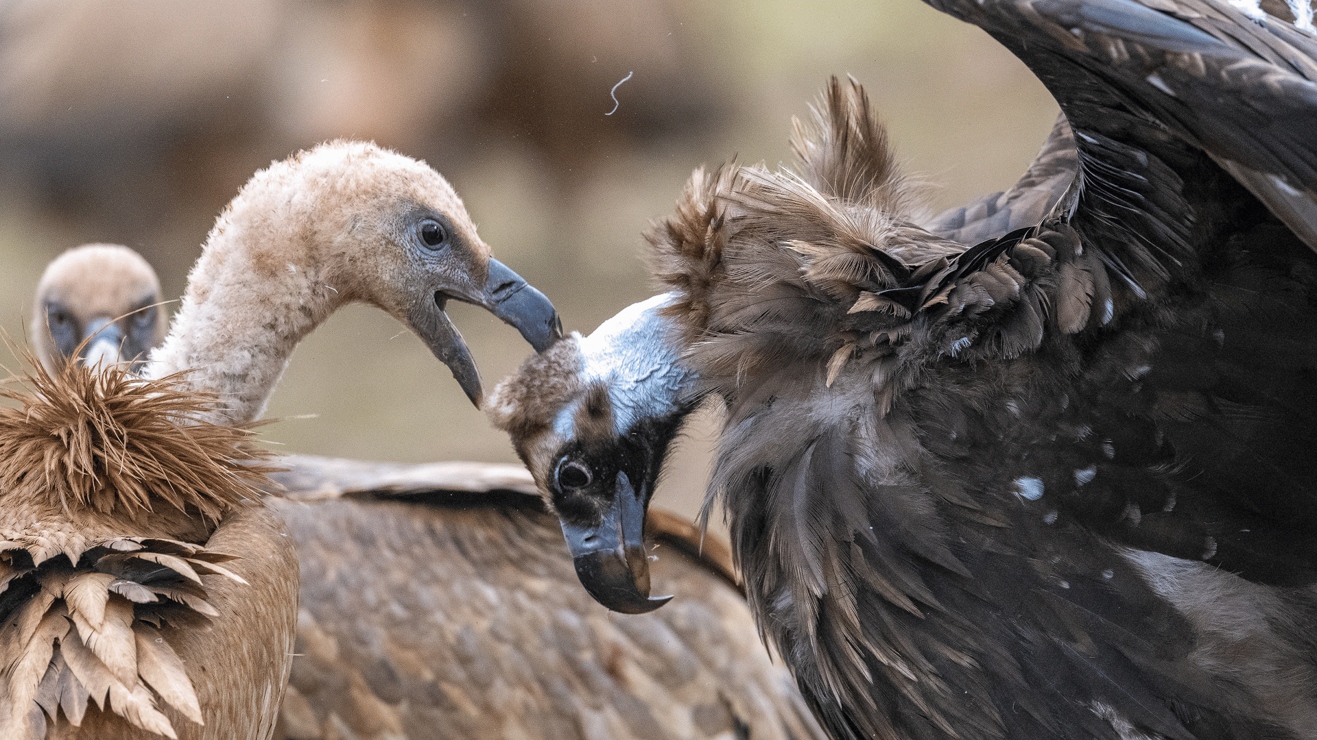 Griffon (left) and Cinereous Vulture_Hansruedi Weyrich