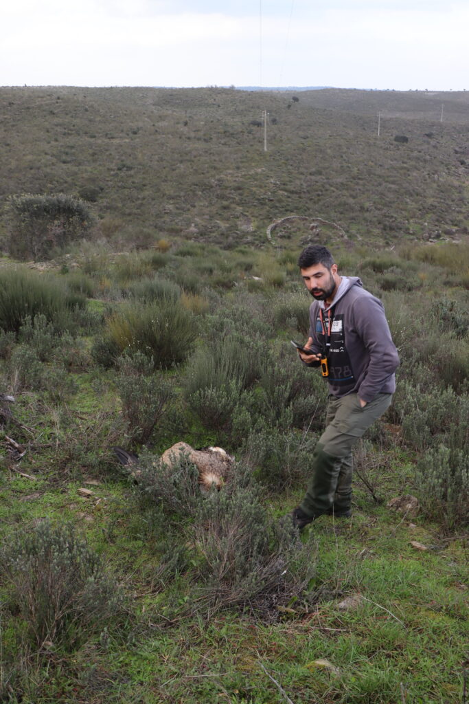 Monitoring of power lines and detection of Griffon Vultures killed by electrocution © Quercus
