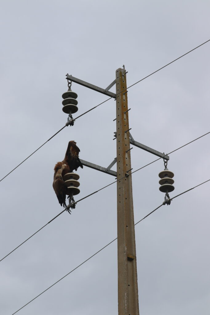 Monitoring of power lines and detection of Griffon Vultures killed by electrocution ©Quercus