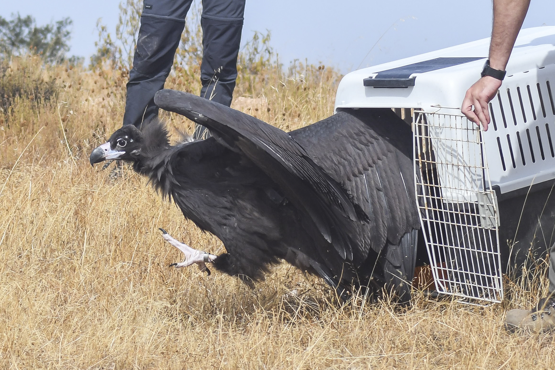 Release of the Cinereous Vulture Charneco ©Paulo Monteiro:SPEA