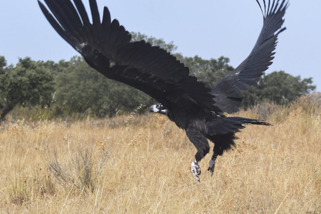 Release of the Cinereous Vulture Charneco © Paulo Monteiro/ SPEA