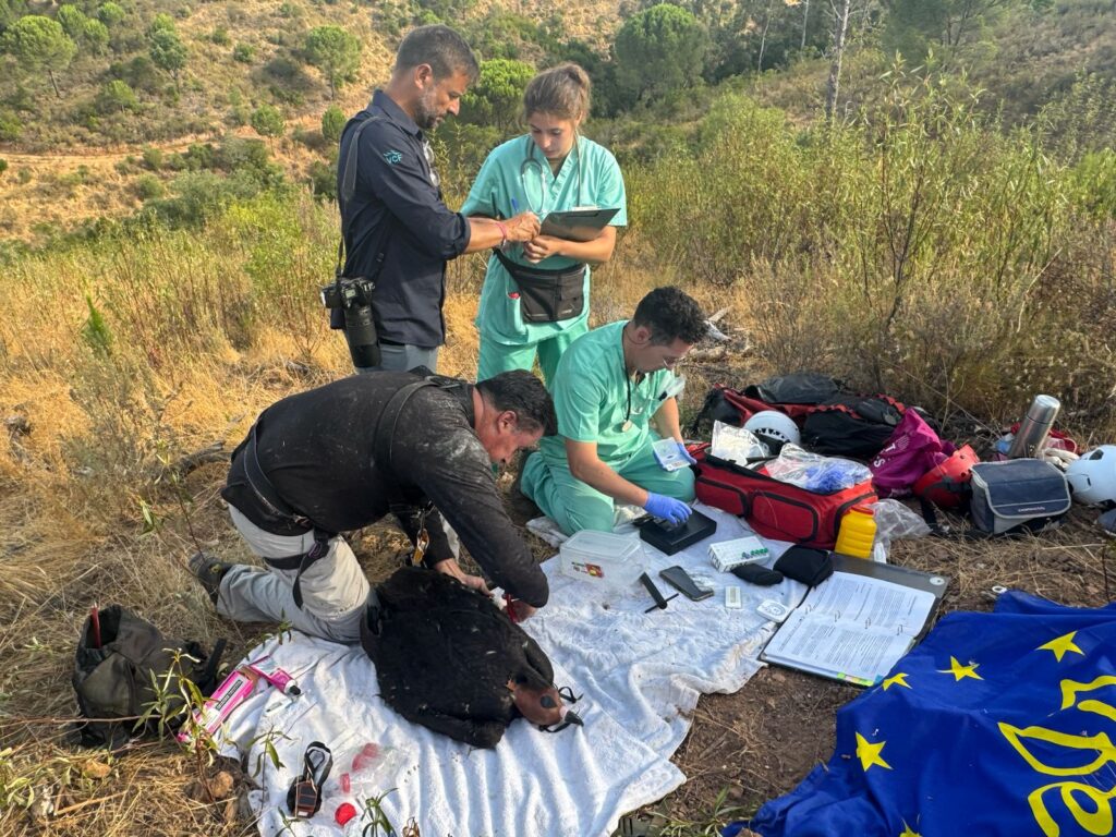 Tagging the Cinerous Vulture chick Vidigueira ©Carlos Pacheco; ©LPN