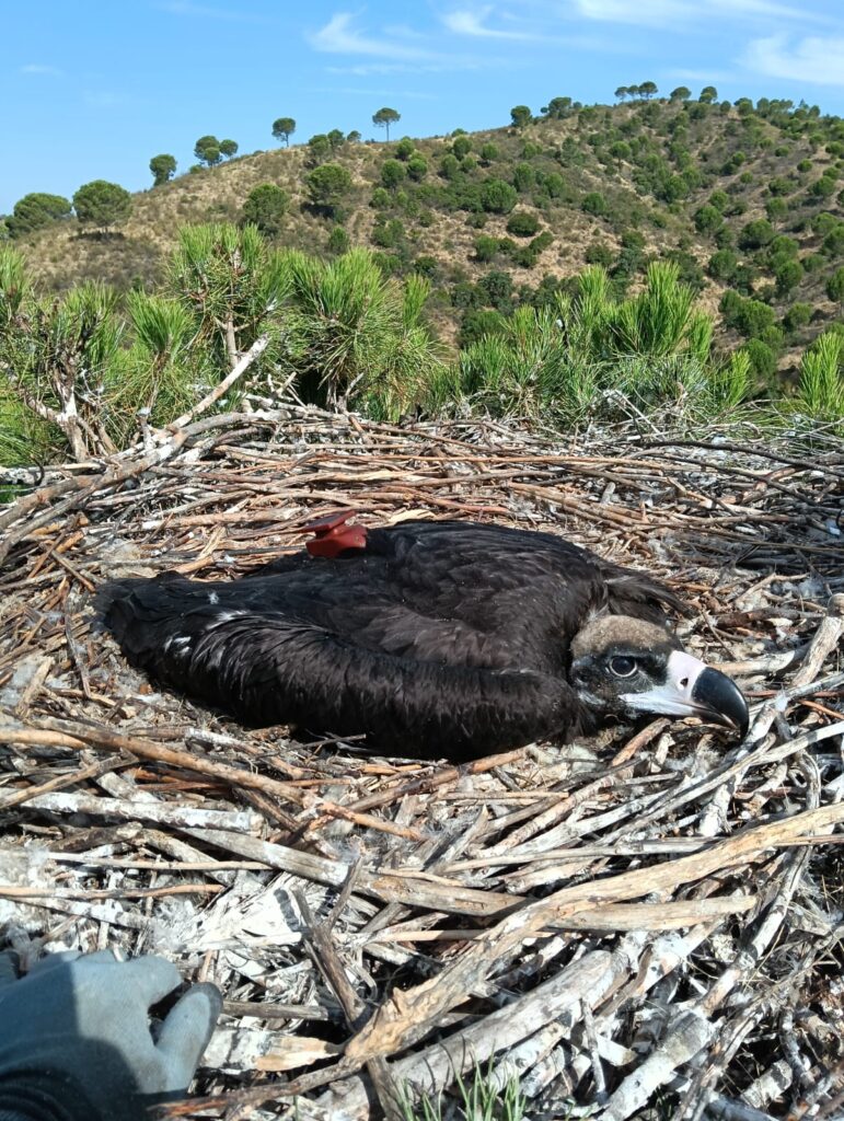 Tagging the Cinerous Vulture chick Vidigueira ©Carlos Pacheco; ©LPN