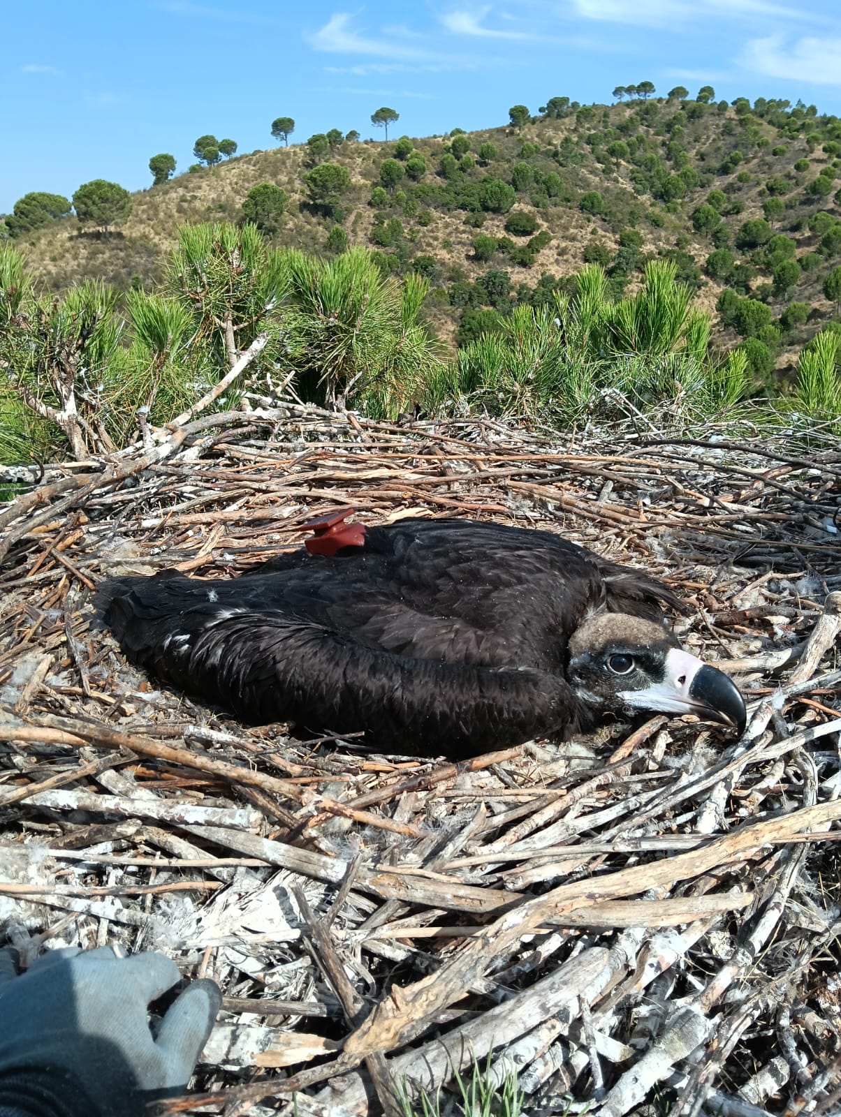 Tagging the Cinerous Vulture chick Vidigueira ©Carlos Pacheco; ©LPN