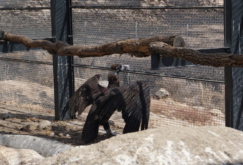 The Cinereous Vultures back in the acclimatization station © Palombar 