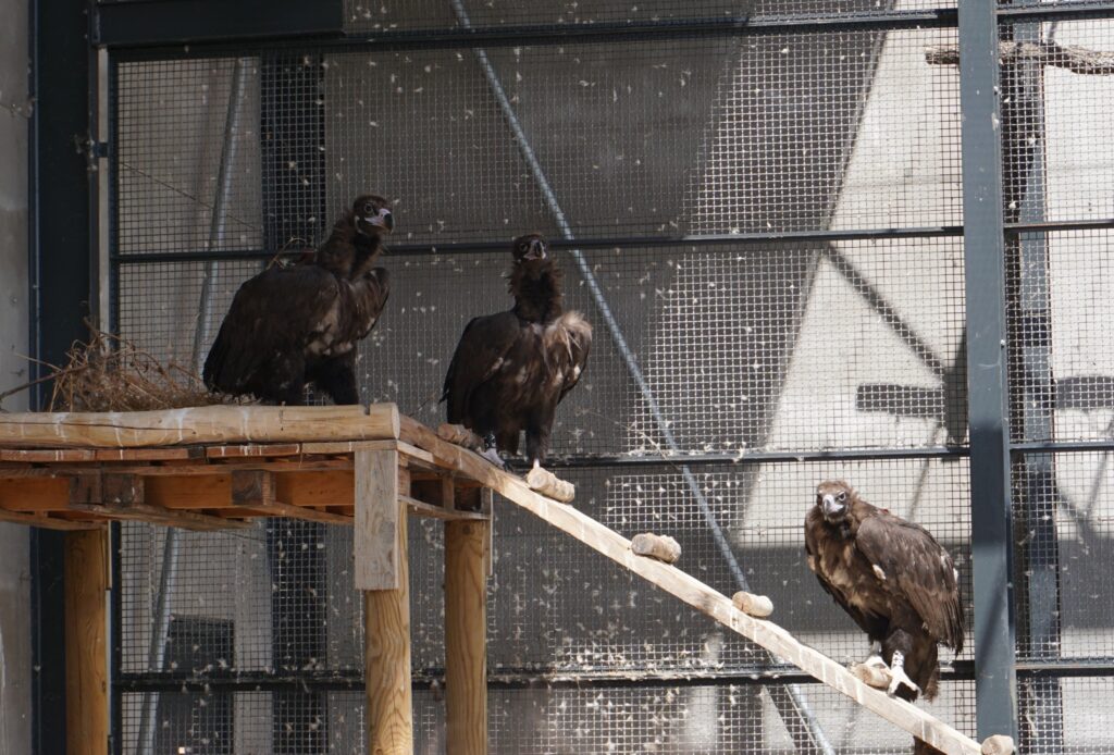 The Cinereous Vultures back in the acclimatization station © Palombar 