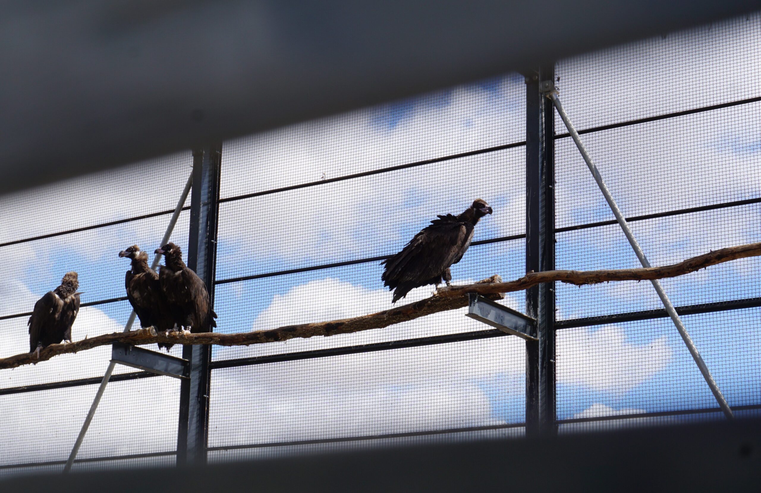 The Cinereous Vultures back in the acclimatization station © Palombar