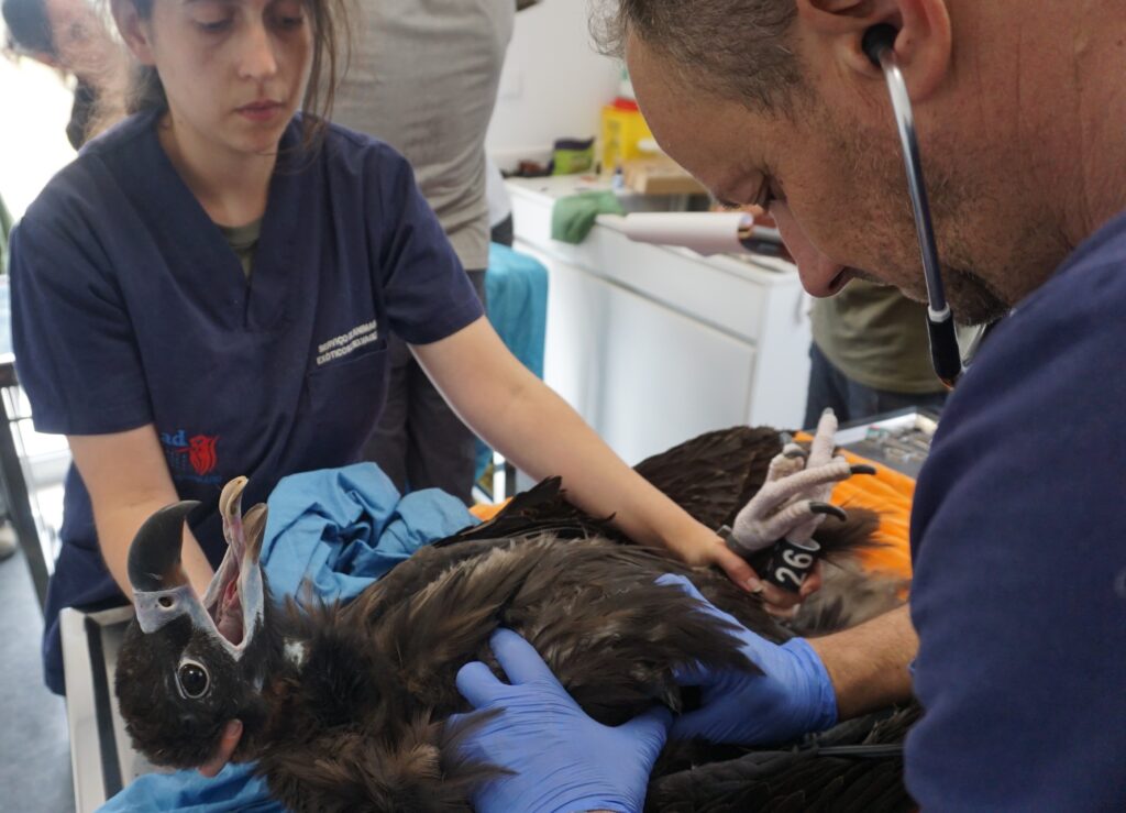 Veterinary checkup of the Cinereous Vultures © Palombar 
