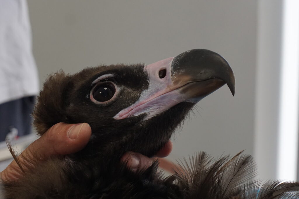 Veterinary checkup of the Cinereous Vultures © Palombar 2