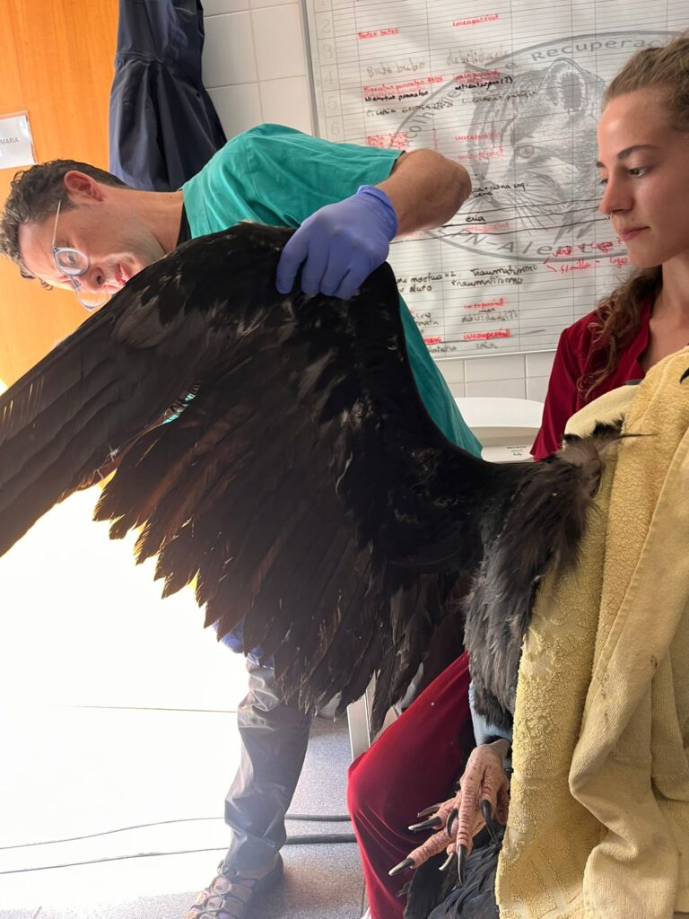 Veterinary examination and collection of biological samples ©CARAS