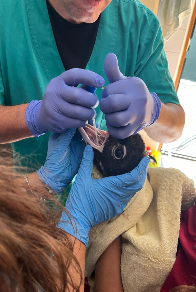 Veterinary examination and collection of biological samples ©CARAS