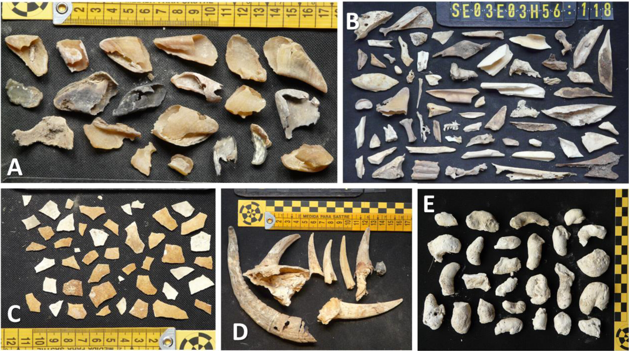 Some items discovered in different ancient Bearded Vulture nests. (A) Hooves typical of ungulate limb remains. (B) Diverse mammal and bird bones and teeth found in the same nest, some partially digested. (C) The remains of Bearded Vulture eggshells, with the typical orange coloration due to the iron oxide applied by the adult birds to their breast feathers. (D) Several goat horns found in the same ancient nest. (E) Typical solid Bearded Vulture droppings accumulated in their ancient nests. Photographs: Sergio Couto.