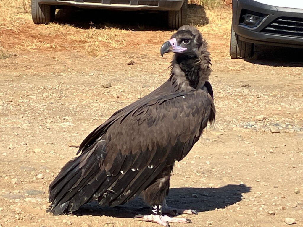 Release of the Cinereous Vulture Pousio back into the wild. ©Eduardo Santos/LPN 