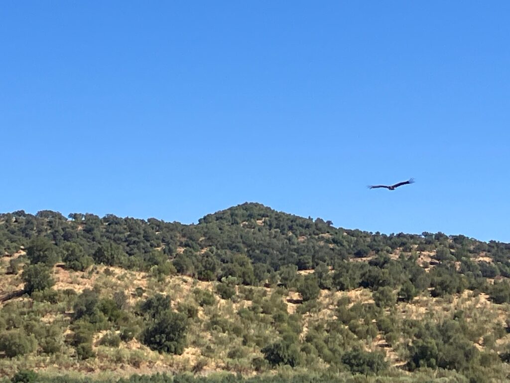 Release of the Cinereous Vulture Pousio back into the wild. ©Eduardo Santos/LPN 