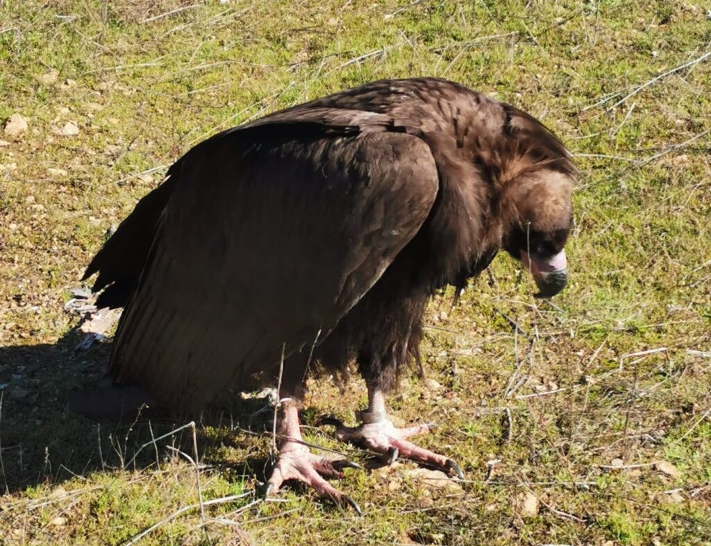 Cinereous Vulture Pousio, gunshot victim, lying prostrate ©HMR