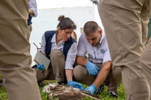 two people with the WCA logo on their shirts analysing a Griffon Vulture carcass