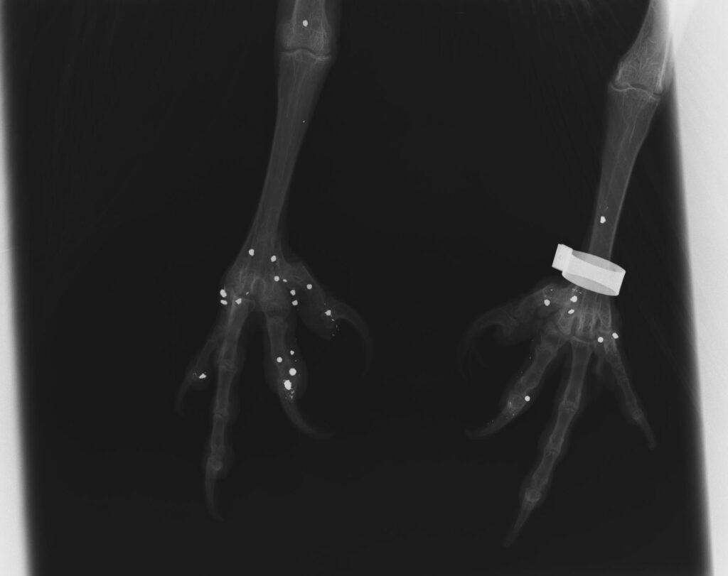 X-ray showing pellets in the legs. © LxCRAS 