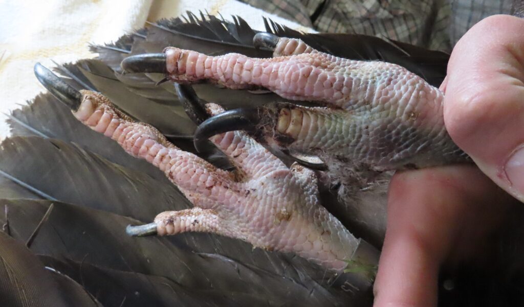 Injuries to the legs of the Cinereous Vulture Pousio. ©LxCRAS 