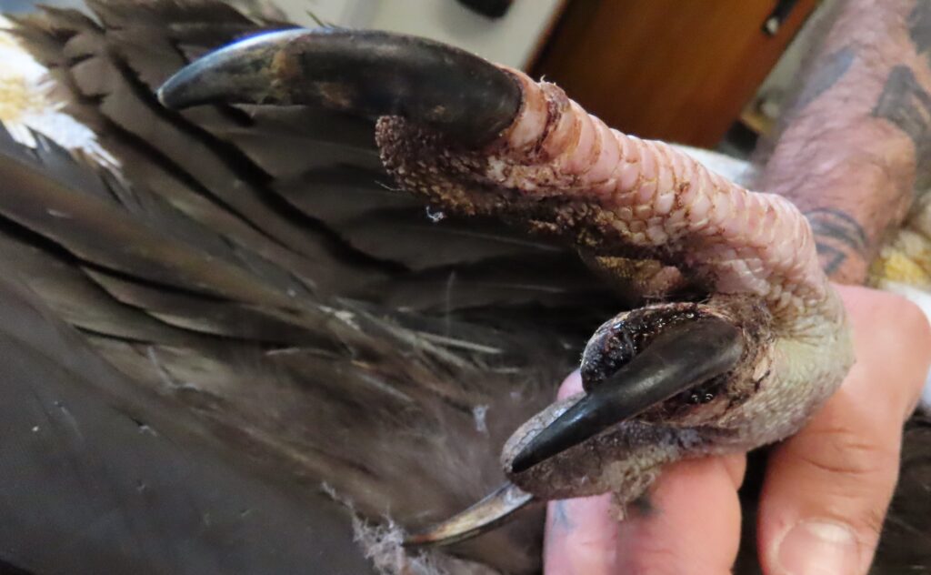 Injuries to the legs of the Cinereous Vulture Pousio. ©LxCRAS 