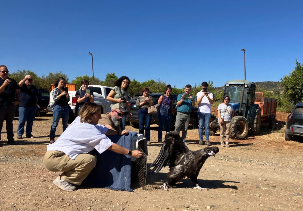 Release of the Cinereous Vulture Pousio back into the wild. ©Eduardo Santos/LPN 