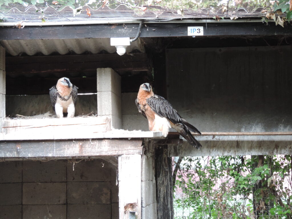 A male Bearded Vulture on the left and a female Bearded Vulture on the right in an enclosure at the Richard Faust Zentrum
