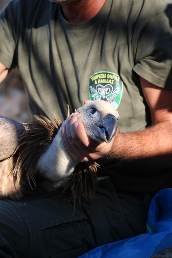 Griffon Vulture release in Cyprus © Leanne Quille 2