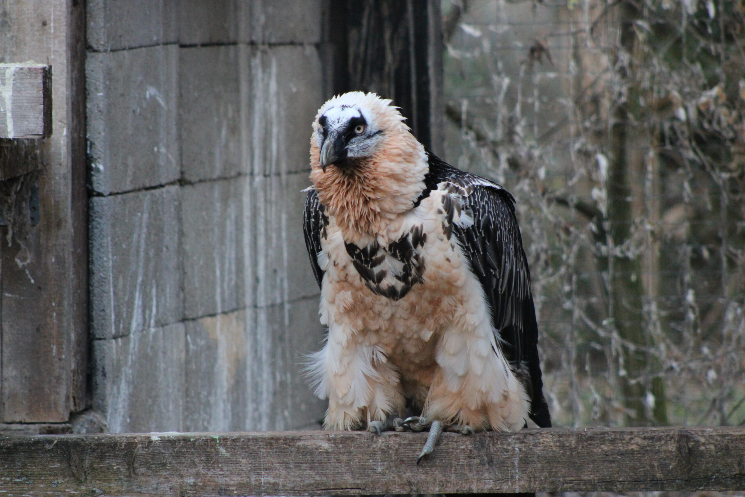 Female Bearded Vulture perching on a wooden pole in her artificial enclosure