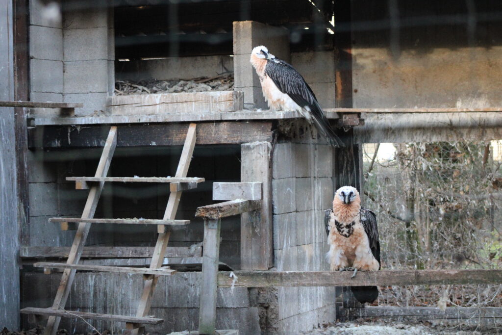 A male Bearded Vulture on the left and a female Bearded Vulture on the right in an enclosure at the Richard Faust Zentrum