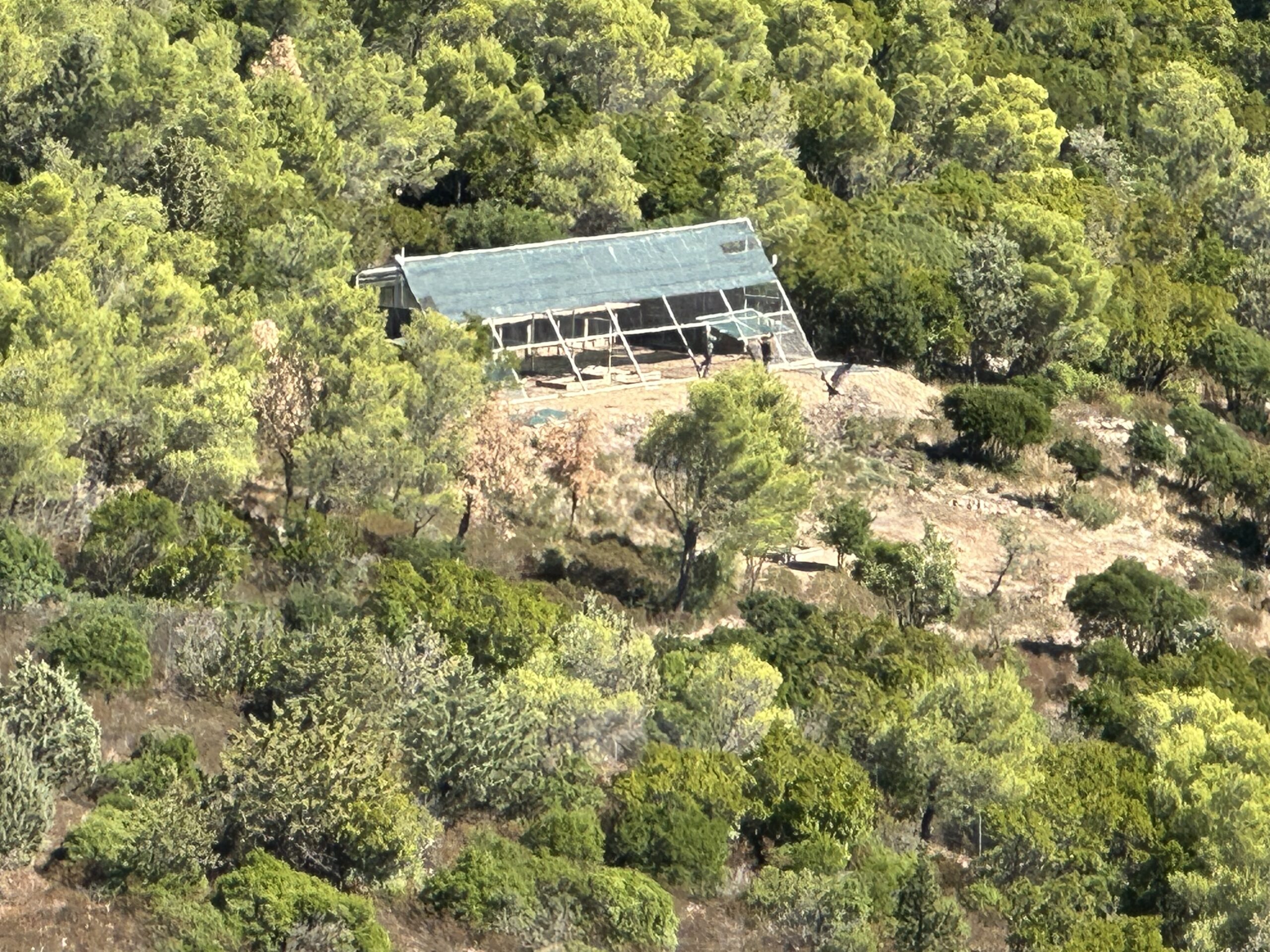 acclimatisation aviary in the woods in Sardinia, with a griffon vulture flying out of it