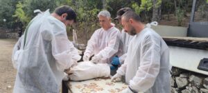 group of people in white gowns, checking a griffon vulture on a table
