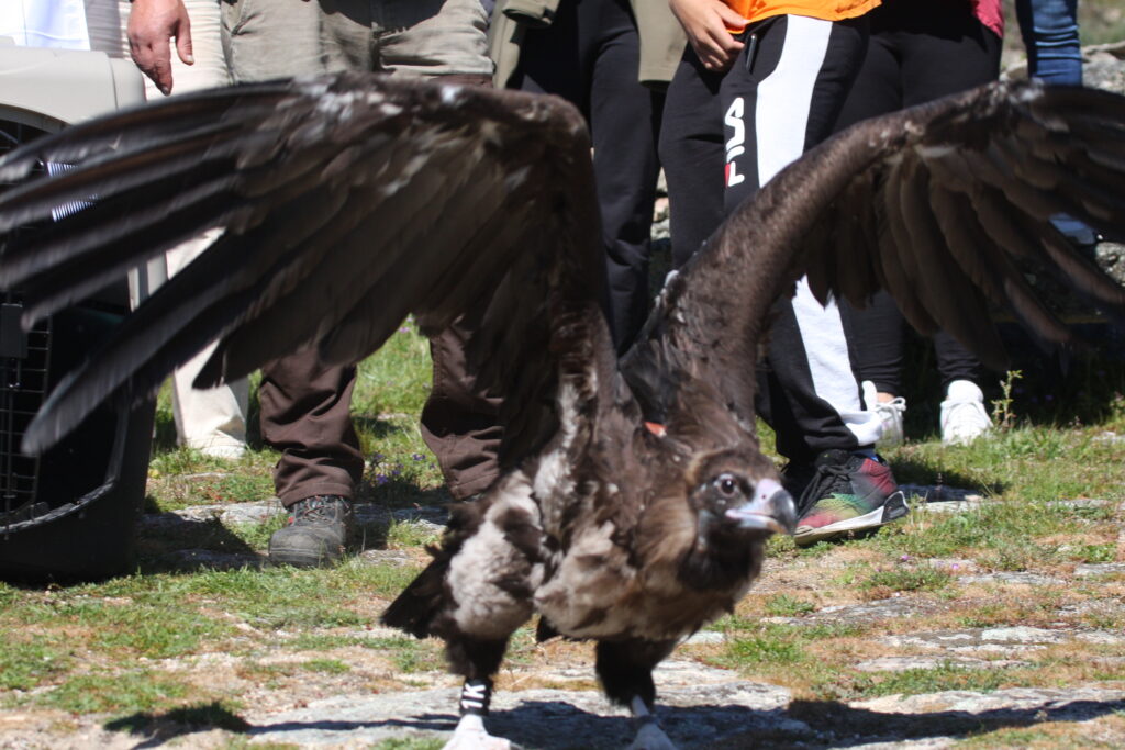 Release of the Zimbro back into the wild, March 2023. © Manuel Nunes