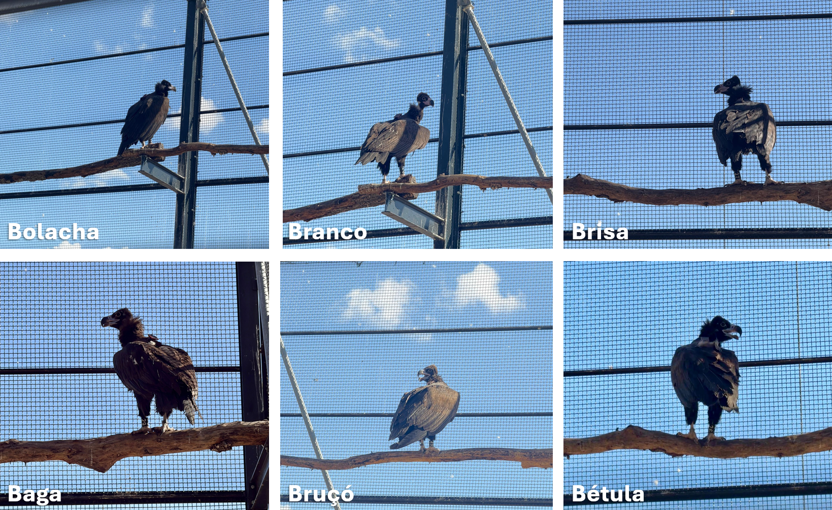 Students choose the names of the Cinereous Vultures ©Palombar
