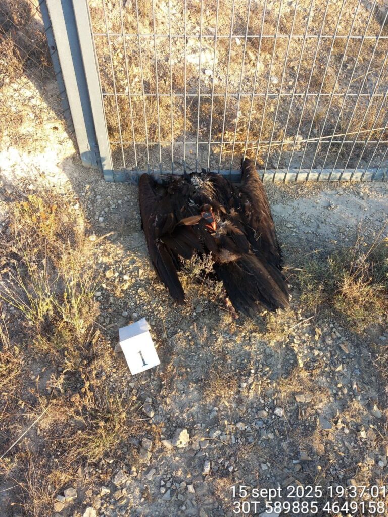 Dead cinereous vulture