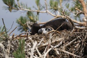 Tagged Cinereous Vulture in the nest © Hristo Peshev / Fund for Wild Flora and Fauna