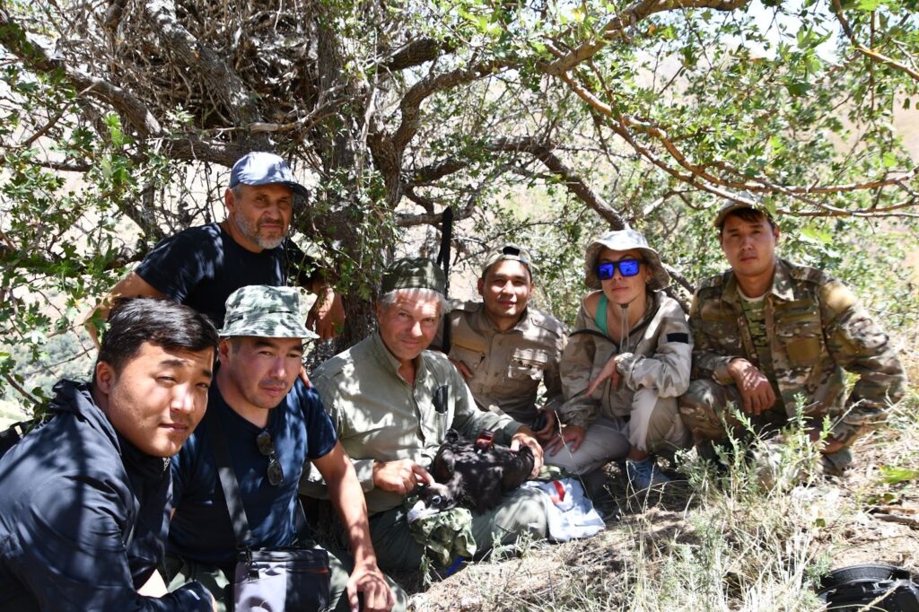Tagging team with young Cinereous Vulture “Sholpan” © Alyona Kaptyonkina