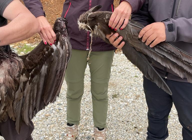 Cinereous Vultures killed by collision with wind turbines in Greece © A. Condina: Society for the Protection of Biodiversity of Thrace