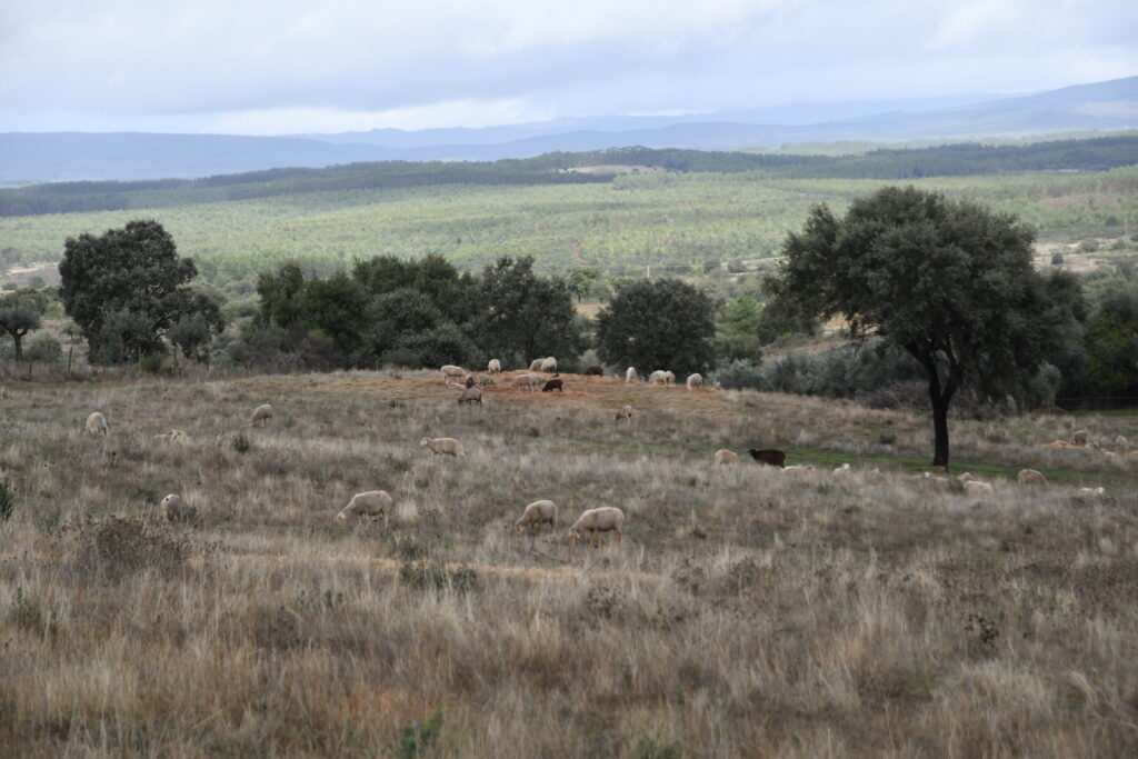 The area of the Sophia Photovoltaic Power Station is for feeding and resting of Cinereous Vultures and other endangered species. ©Paulo Monteiro:SPEA