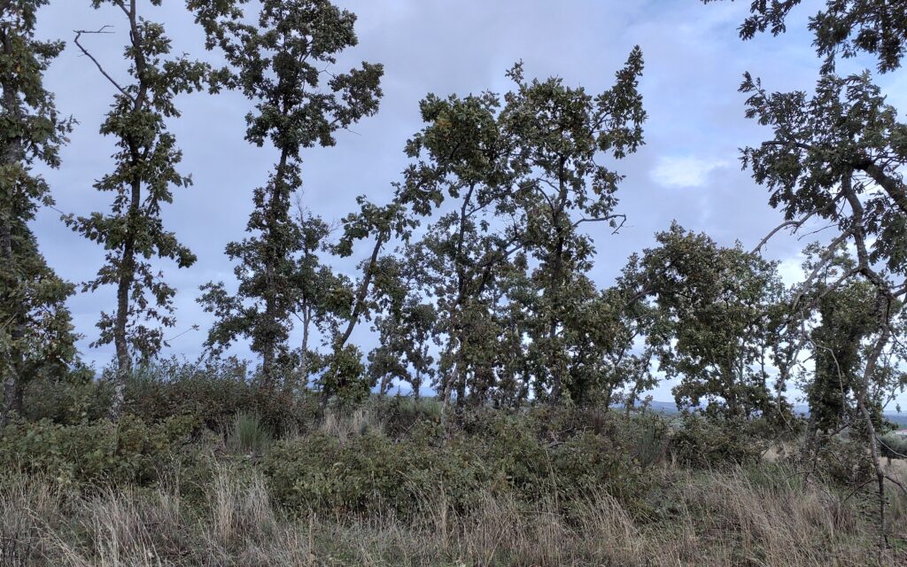 The area of the Sophia Photovoltaic Power Station is for feeding and resting of Cinereous Vultures and other endangered species. ©Paulo Monteiro:SPEA