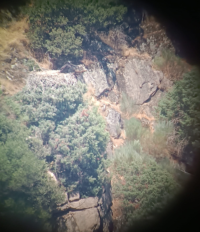 Cinereous vulture nest