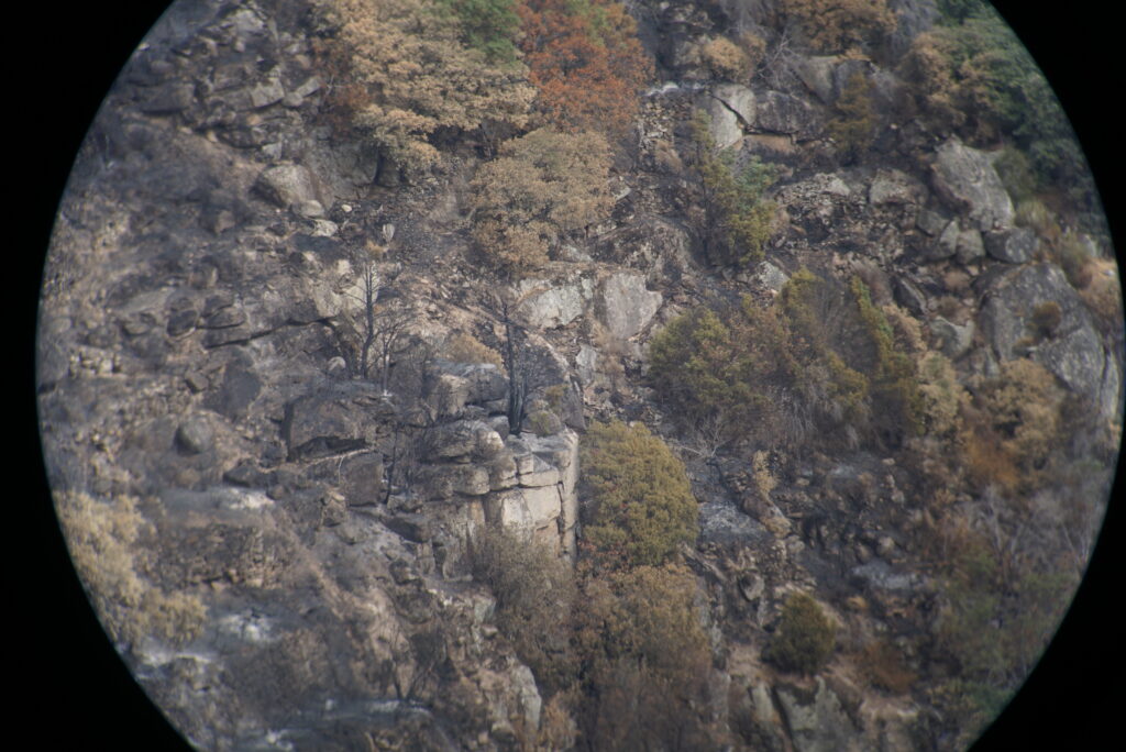 cinereous vulture nest after the wildfire in Douro international park